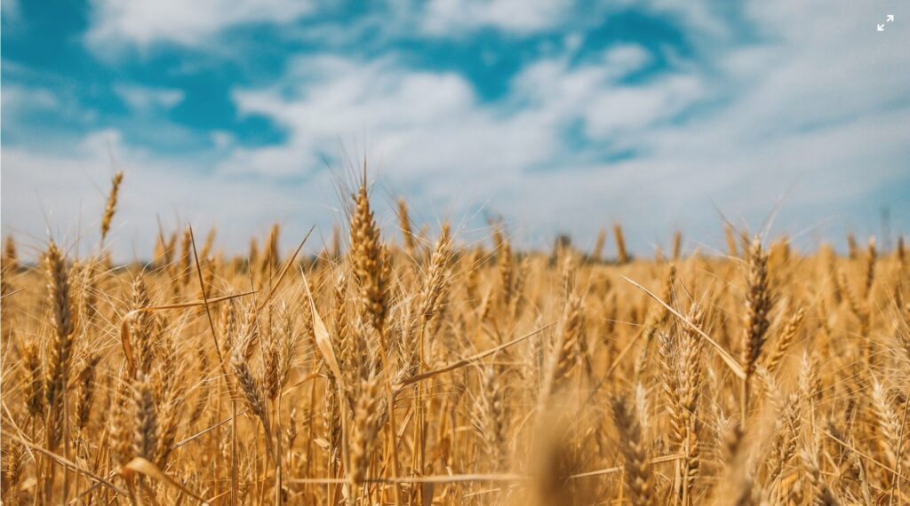 ukraine wheat field