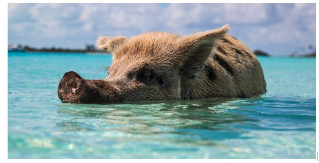 wild pig in water bahamas