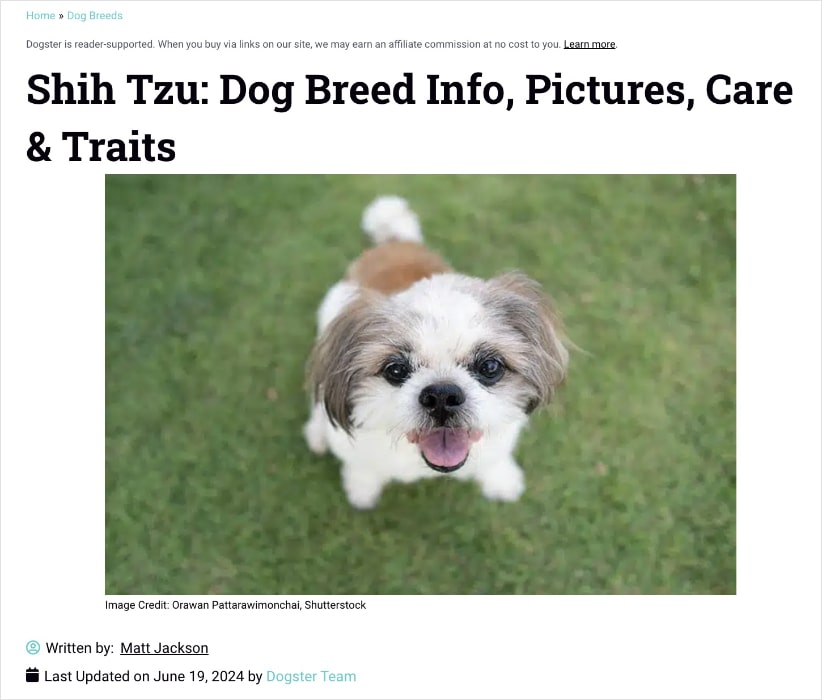 Shih Tzu dog breed landing page on Dogster.