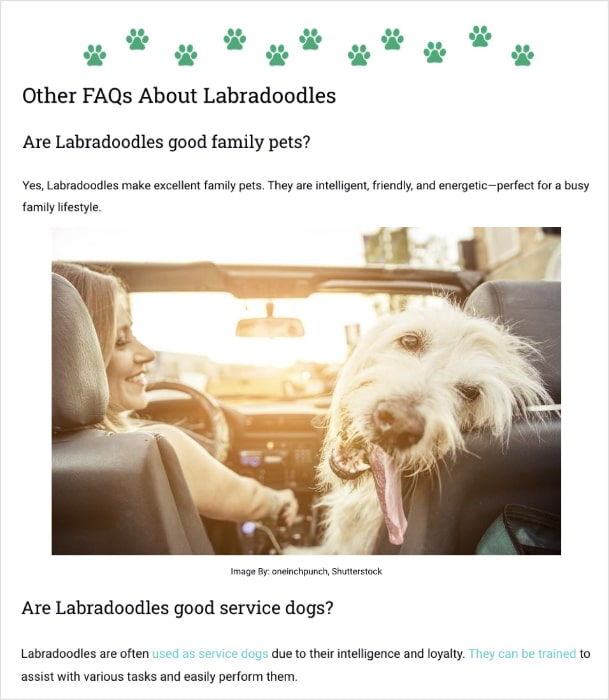 Labradoodle FAQs.