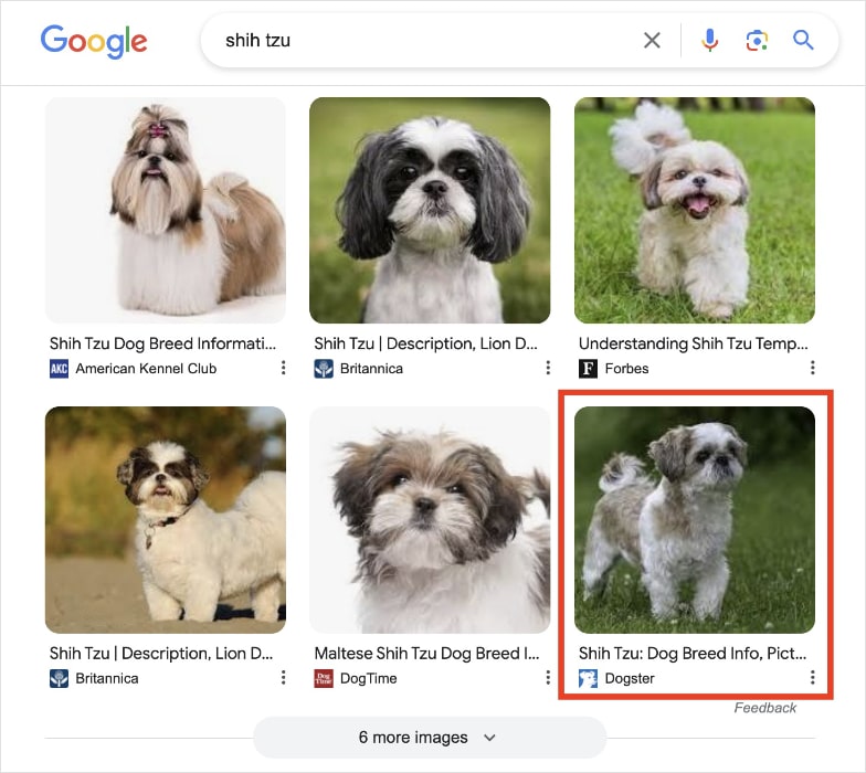 Google image pack on the SERP for the query shih tzu.