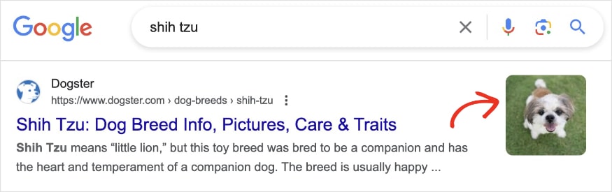 Google rich snippet for the query shih tzu.